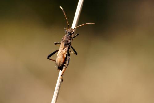 Réf. 216 398 : Alydus calcaratus