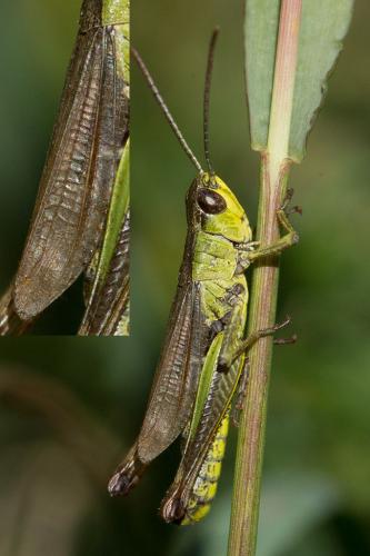 Réf. 216 324 : Pseudochorthippus parallelus