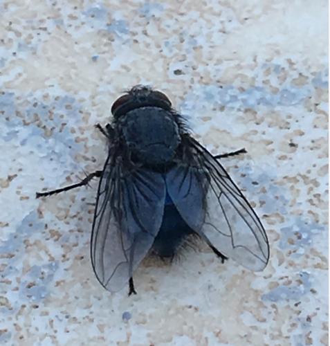 Réf. 216 045 : Calliphora sp.