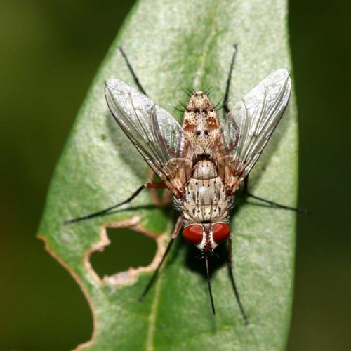 Réf. 216 282 : Prosena siberita