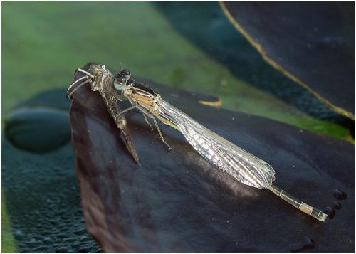 Ischnura elegans