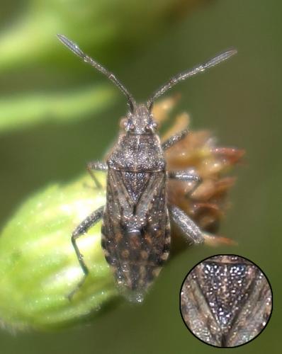 Stictopleurus sp.