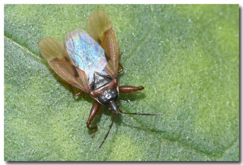 Réf. 216 804 : Gastrodes abietum