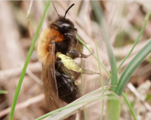 Réf. 216 133 : Andrena thoracica