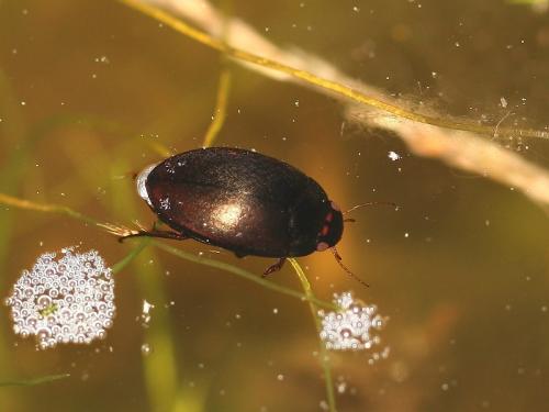 Agabus bipustulatus