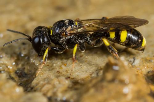 Réf. 216 355 : Crossocerus dimidiatus