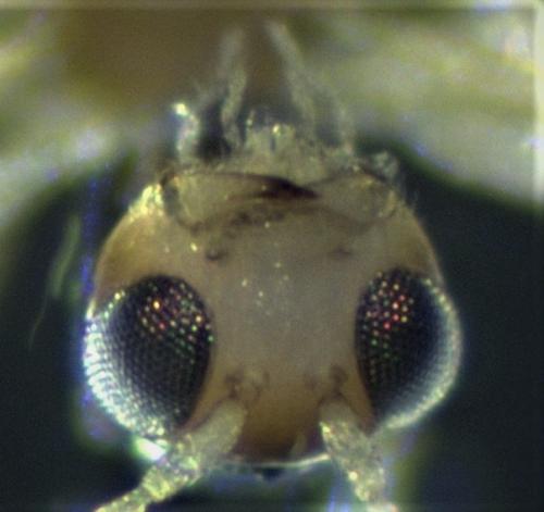 Réf. 216 417 : Leiophron sp.