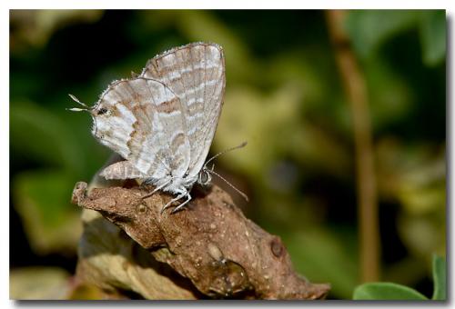 Réf. 216 515 : Cacyreus marshalli