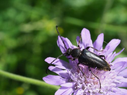 Vadonia sp.