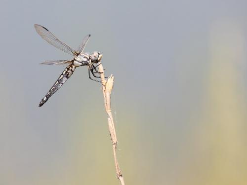 Réf. 216 940 : Libellula composita