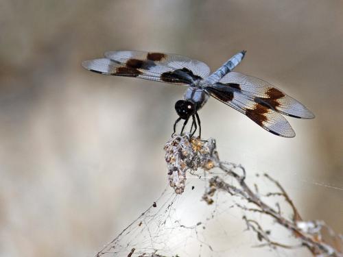 Réf. 216 186 : Libellula forensis