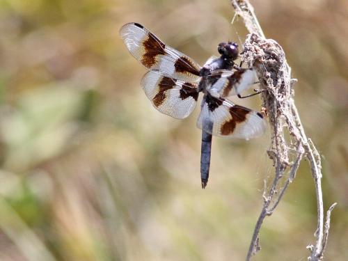 Réf. 216 187 : Libellula forensis