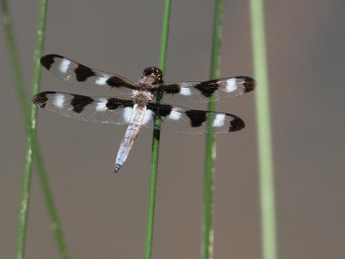 Réf. 216 628 : Libellula pulchella