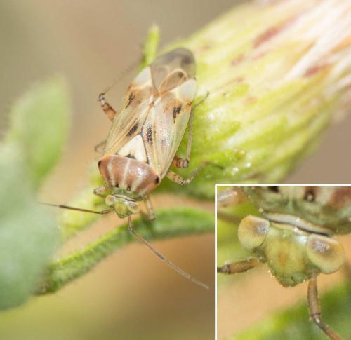 Lygus sp.