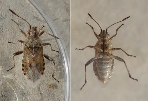 Réf. 216 210 : Stictopleurus punctatonervosus
