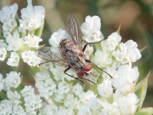 Estheria sp.