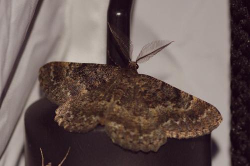 Selidosema taeniolaria