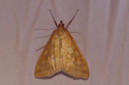 Réf. 216 796 : Sitochroa verticalis