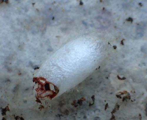 Réf. 216 649 : Sigalphus meridionalis