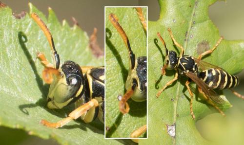 Polistes sp.