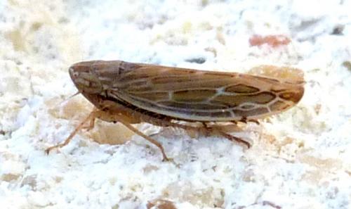 Psammotettix sp.