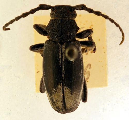 Réf. 216 231 : Iberodorcadion fuliginator