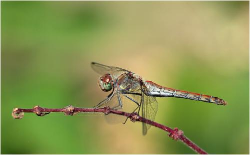 Sympetrum striolatum