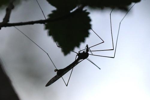 Réf. 216 610 : Tipula staegeri