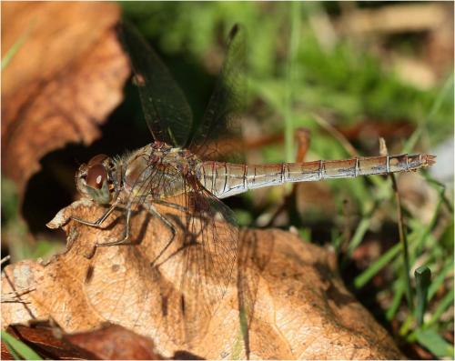 Sympetrum striolatum