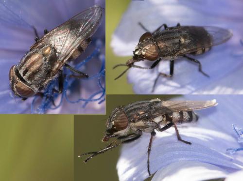 Stomorhina lunata