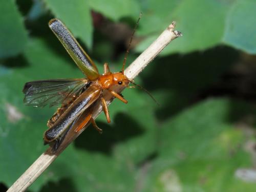 Réf. 216 859 : Armidia signata