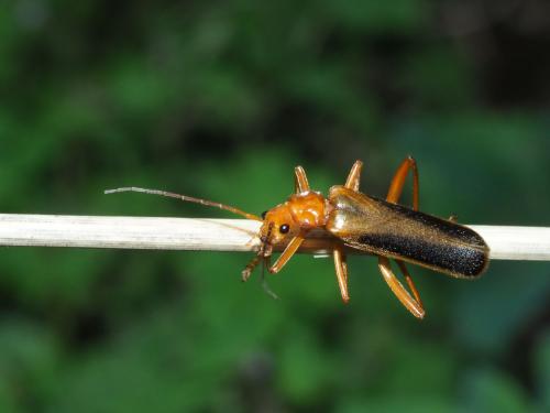 Réf. 216 860 : Armidia signata