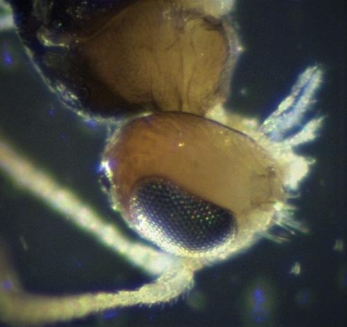 Réf. 216 416 : Leiophron sp.