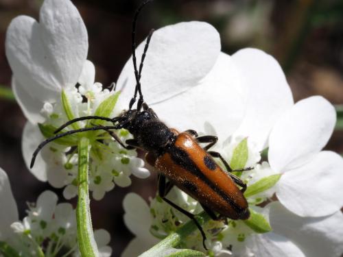 Vadonia insidiosa