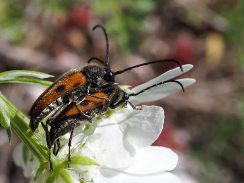 Vadonia insidiosa