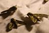 216456 – Photo : Limenitis78 – France (04)