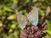 216218 – Photo : Andre Astric – France (68)