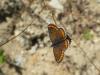 216252 – Photo : Andre Astric – France (68)