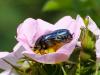 216521 – Photo : Danièle Tixier-Inrep – France (20)
