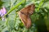 216998 – Photo : Pierre Duhem – France (73)