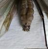 216895 – Photo : Oedipoda – France (02)