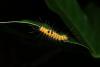 216722 – Photo : Jean Roger – Mayotte
