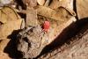 216591 – Photo : Jean Roger – Mayotte