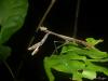 216670 – Photo : Jean Roger – Mayotte