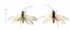 216896 – Photo : Oedipoda – France (02)