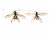 216898 – Photo : Oedipoda – France (02)