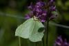 216453 – Photo : Jessica Joachim – France (31)