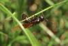 216044 – Photo : chrisoneye – France (11)
