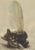 216891 – Photo : Philippe Legros – France (94)