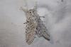 216841 – Photo : alain Roujas – France (31)